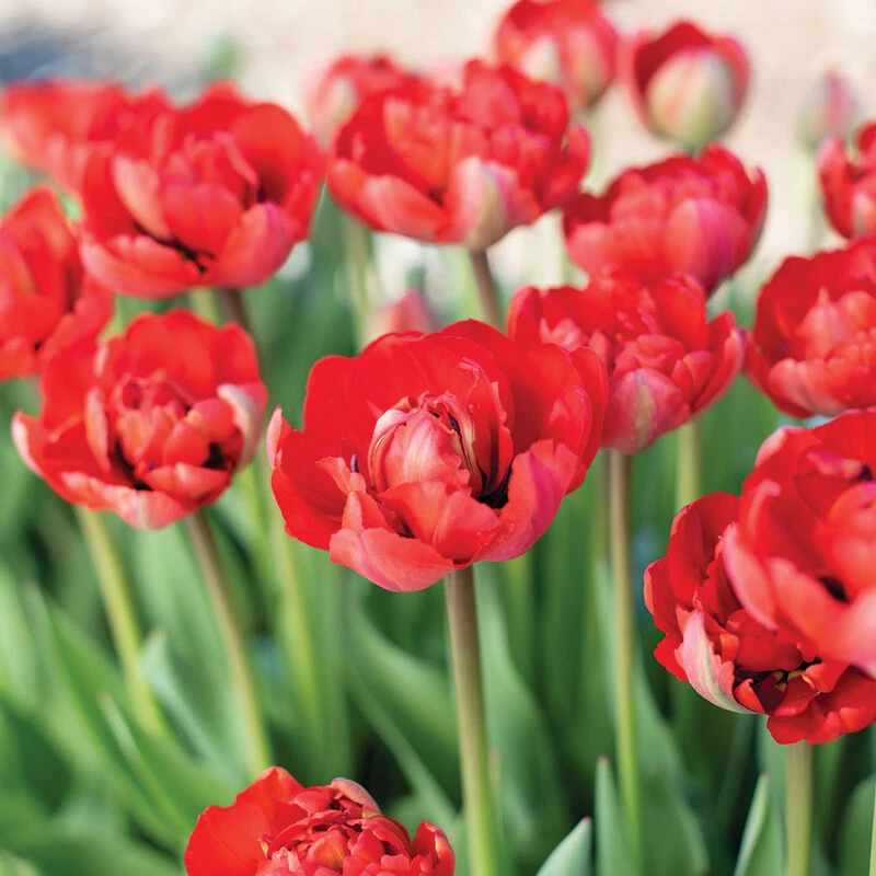 Miranda 4 Miranda - Image 2