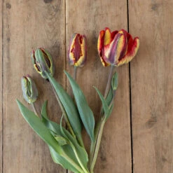 Rasta Parrot -Johnnyseeds Sales Shop 04068 02 rasta parrot