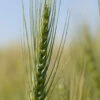 Spring Wheat (Bolles) -Johnnyseeds Sales Shop 04169g 01 spring wheat