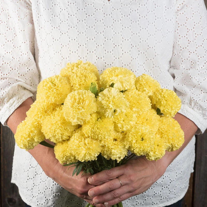 Nosento Limegreen 3 Nosento Limegreen