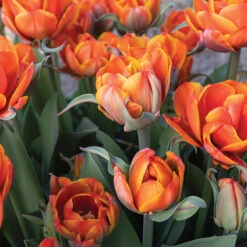Queensday -Johnnyseeds Sales Shop 04219 03 queensday