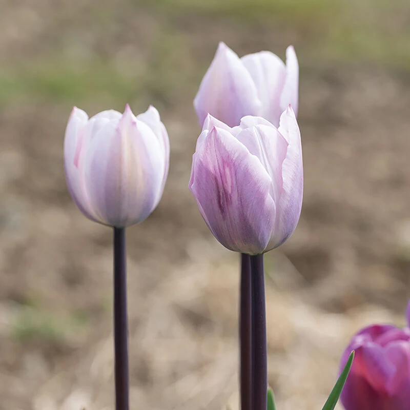 Silver Cloud 4 Silver Cloud - Image 2