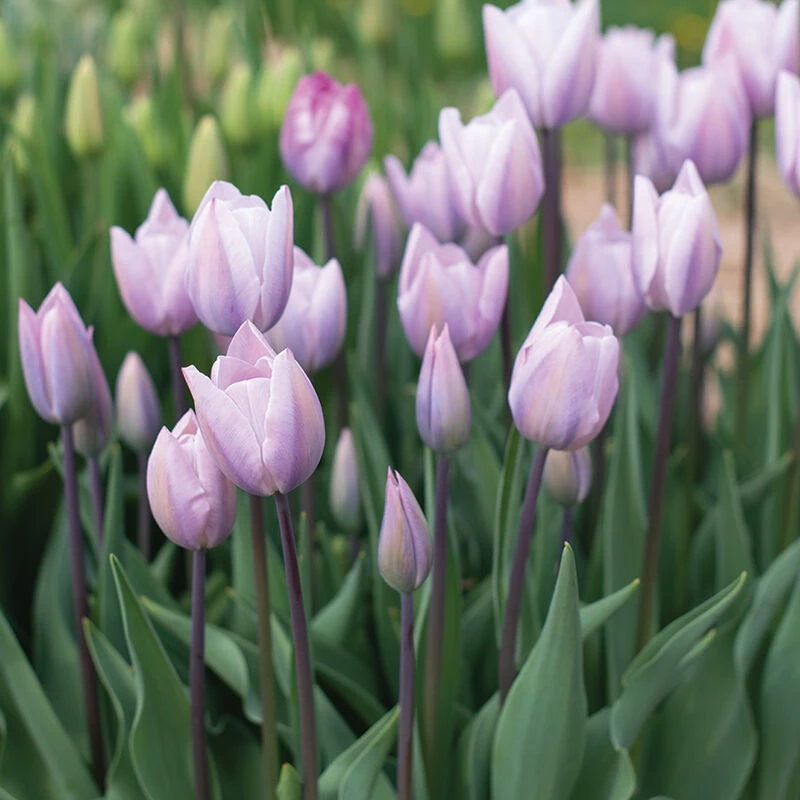 Silver Cloud 3 Silver Cloud