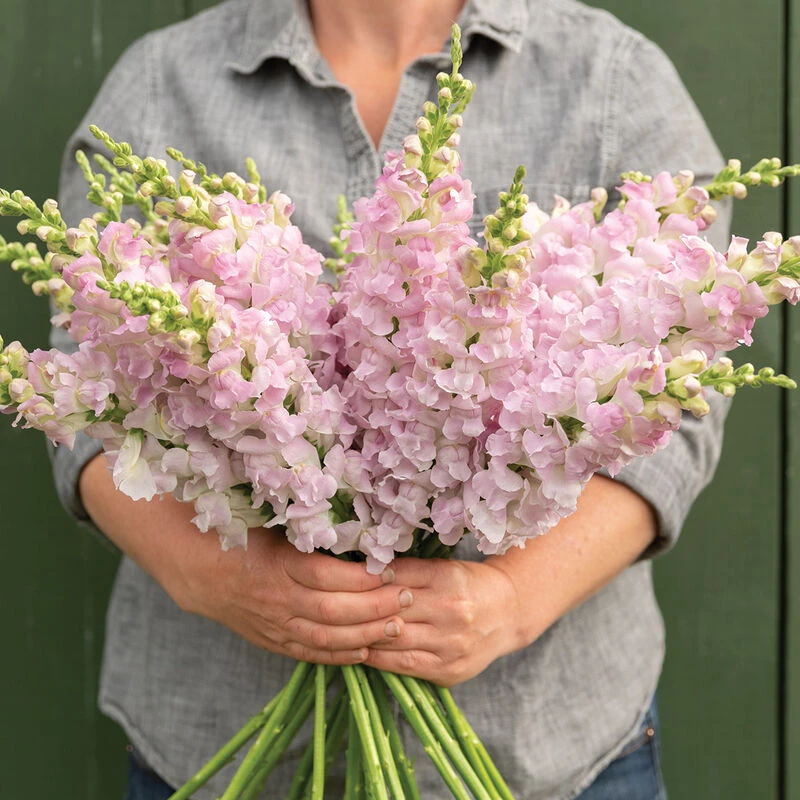 Legend™ Light Pink 3 Legend™ Light Pink