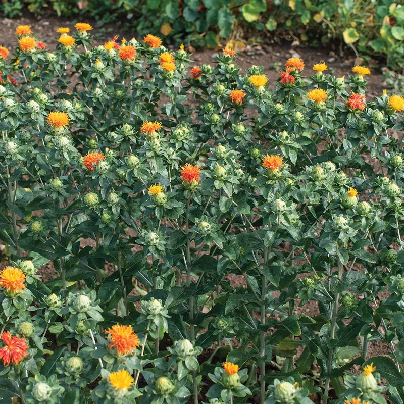 Zanzibar 4 Zanzibar - Image 2