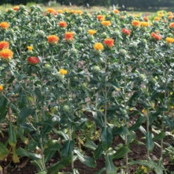 Zanzibar 7 Zanzibar -Johnnyseeds Sales Shop 04266 03 zanzibar