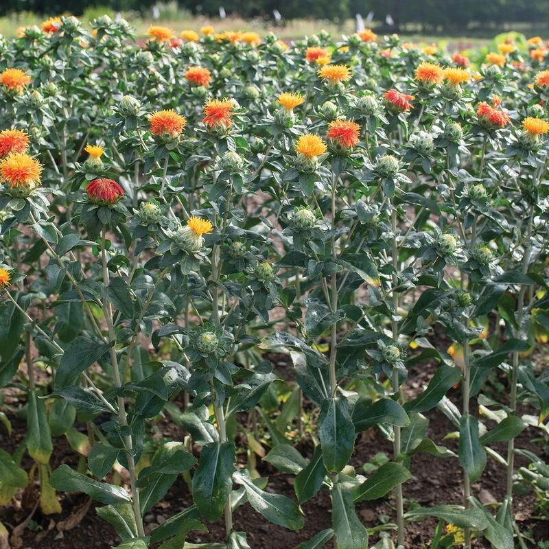 Zanzibar 5 Zanzibar - Image 3