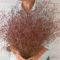 Limon 6 Limon -Johnnyseeds Sales Shop 04411 02 limon