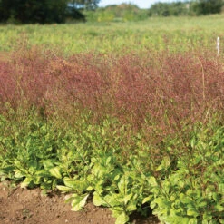 Limon 7 Limon -Johnnyseeds Sales Shop 04411 03 limon