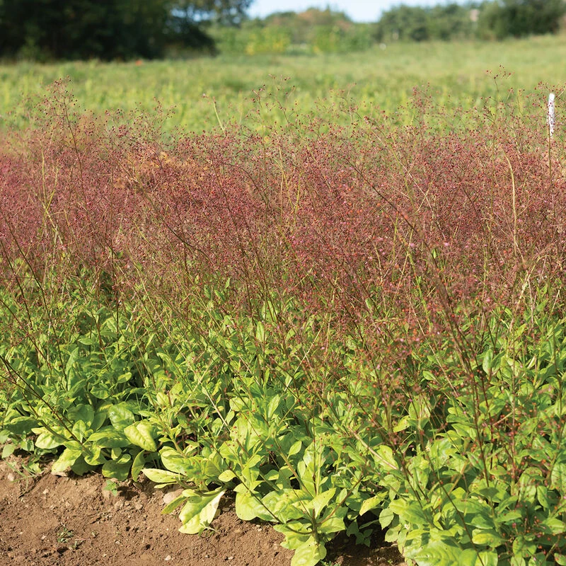 Limon 5 Limon - Image 3