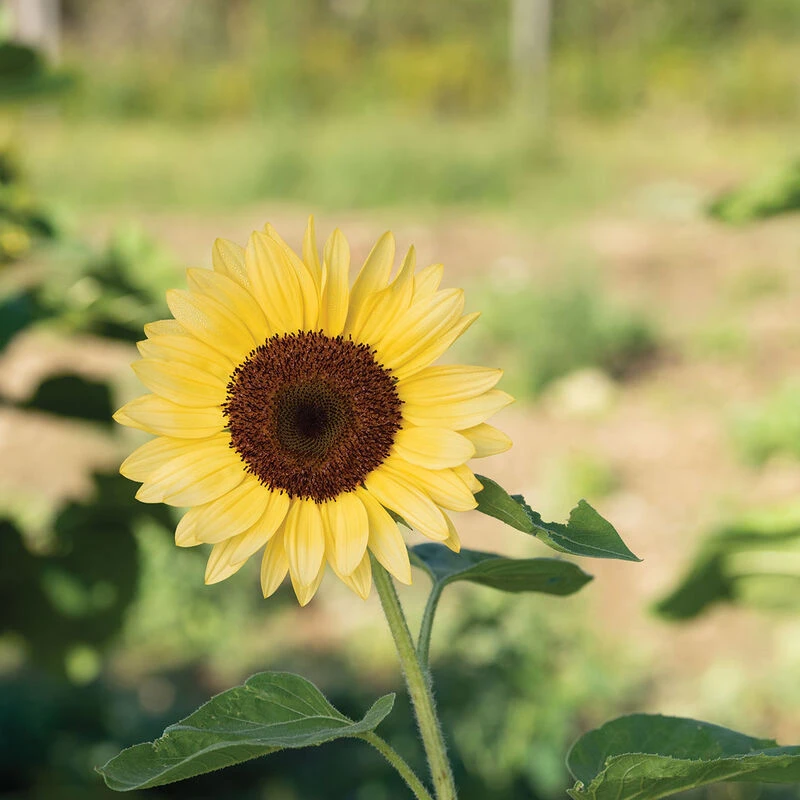 ProCut® Peach 4 ProCut® Peach - Image 2