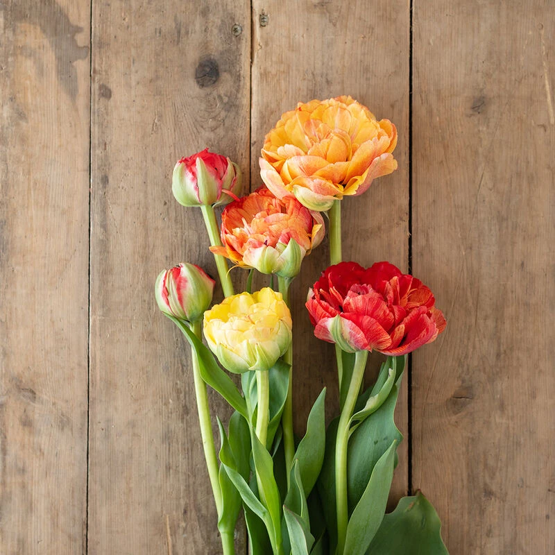 Gudoshnik Double 4 Gudoshnik Double - Image 2