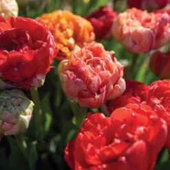 Gudoshnik Double 7 Gudoshnik Double -Johnnyseeds Sales Shop 04448 03 gudoshnickdouble