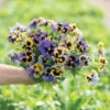 Frizzle Sizzle Yellow-Blue Swirl -Johnnyseeds Sales Shop 04453 01 frizzlesizzle