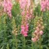 Potomac Dark Pink 1 Potomac Dark Pink -Johnnyseeds Sales Shop 04470 01 potomacdarkpink
