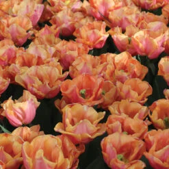 Astronaut Andre Kuipers -Johnnyseeds Sales Shop 04482 02 astronautandrekuipers