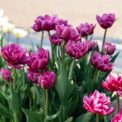 Margarita -Johnnyseeds Sales Shop 04556 03 margarita