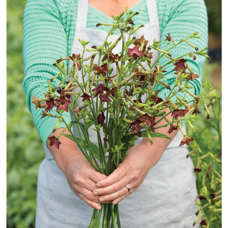 Bronze Queen 4 Bronze Queen - Image 2