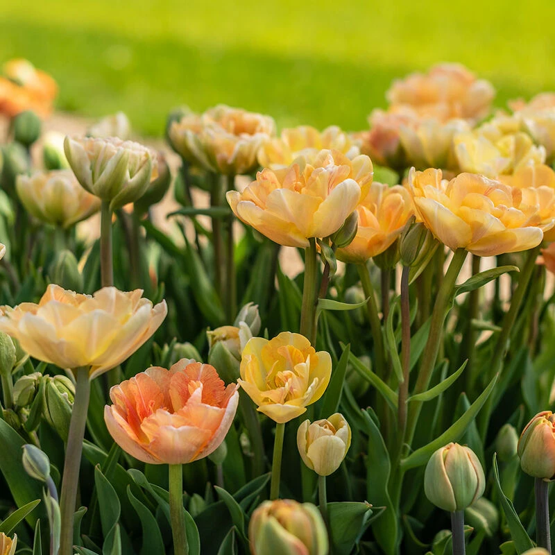 Charming Beauty 3 Charming Beauty