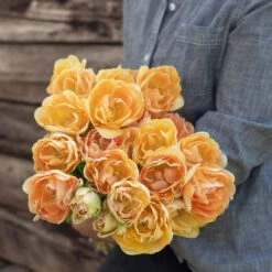 Charming Beauty 9 Charming Beauty -Johnnyseeds Sales Shop 04561 03 charming beauty