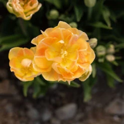 Charming Beauty 10 Charming Beauty -Johnnyseeds Sales Shop 04561 04 charming beauty