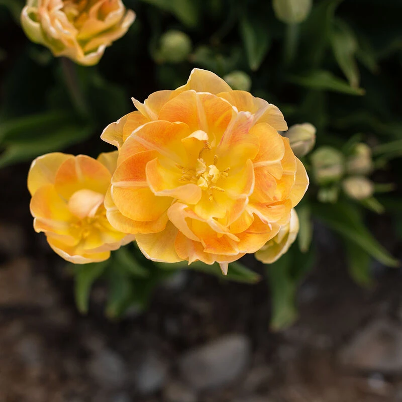 Charming Beauty 6 Charming Beauty - Image 4