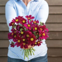 Johnnyseeds Sales Shop 23 Versailles Red