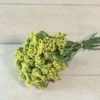 QIS Yellow -Johnnyseeds Sales Shop 04708 01 qisyellow