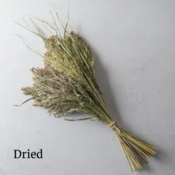 Green Drops -Johnnyseeds Sales Shop 04719 04 greendrops dried flowers