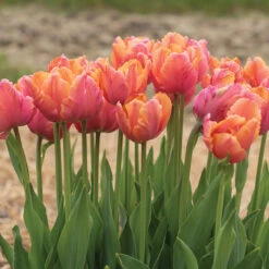 Amazing Parrot -Johnnyseeds Sales Shop 04730 03 amazingparrot