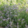Phacelia -Johnnyseeds Sales Shop 04771 01 phacelia