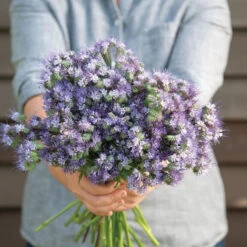 Phacelia -Johnnyseeds Sales Shop 04771 03 phacelia