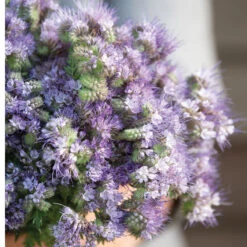 Phacelia -Johnnyseeds Sales Shop 04771 04 phacelia