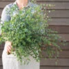 Small-Leaved Gum 1 Small-Leaved Gum -Johnnyseeds Sales Shop 04793 01 smallleaved gum