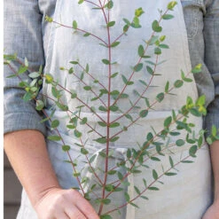 Small-Leaved Gum -Johnnyseeds Sales Shop 04793 03 smallleaved gum