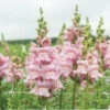 Opus™ Lavender III -Johnnyseeds Sales Shop 04839 01 opus lavender snapdragon