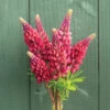 My Castle 2 My Castle -Johnnyseeds Sales Shop 04914 01 my castle lupine flower
