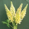 Chandelier -Johnnyseeds Sales Shop 04915 01 chandelier lupine flower