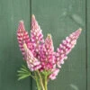 Chatelaine -Johnnyseeds Sales Shop 04917 01 chandelier lupine flower