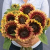 Desert Sun -Johnnyseeds Sales Shop 04923 01 desert sun sunflower