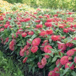 Double Zahara™ Salmon -Johnnyseeds Sales Shop 04936 02 double zahara salmon zinnia