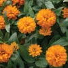 Double Zahara™ Bright Orange -Johnnyseeds Sales Shop 04937 01 double zahara bright orange zinnia