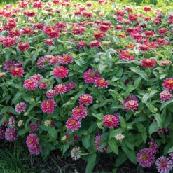 Double Zahara™ Raspberry Ripple -Johnnyseeds Sales Shop 04938 02 double zahara raspberry ripple