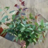 E. Tereticornis -Johnnyseeds Sales Shop 04947 01 e tereticornis eucalyptus