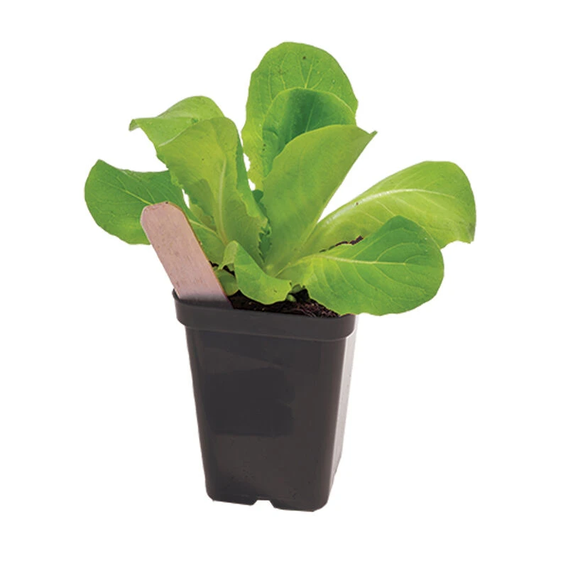 Polypro 2.5" Insert Pots – Black, 8 Count 4 Polypro 2.5" Insert Pots – Black, 8 Count - Image 2