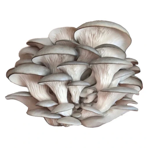 Blue Oyster 'Spray & Grow' Kit 2 Blue Oyster 'Spray & Grow' Kit -Johnnyseeds Sales Shop 06600g 01 blue oyster spray n grow kit mushroom