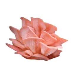 Pink Oyster 'Spray & Grow' Kit