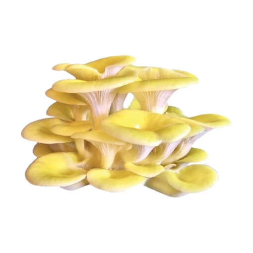 Golden Oyster 'Spray & Grow' Kit 4 Golden Oyster 'Spray & Grow' Kit -Johnnyseeds Sales Shop 06603g 01 golden oyster spray n grow kit mushroom