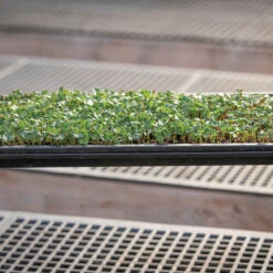 Microgreens Reservoir Tray -Johnnyseeds Sales Shop 06797 03 microgreensgrowingtray
