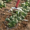 Spring Hoe – 4.7" -Johnnyseeds Sales Shop 06978 01 springhoe